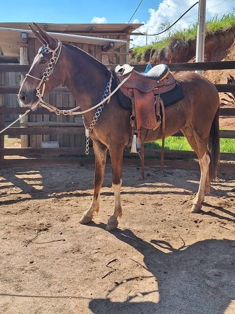 Mula mansa de 3 anos em Cruzeiro SP, macia e adestrada – boa para cavalgada e serviço — foto 2