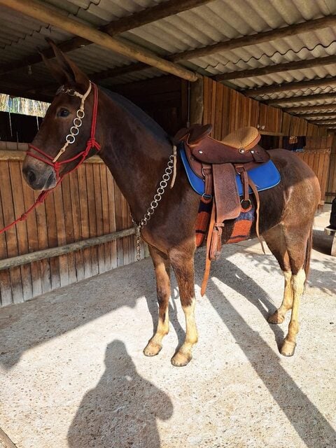 Mula mansa de 3 anos em Cruzeiro SP, macia e adestrada – boa para cavalgada e serviço — foto 3